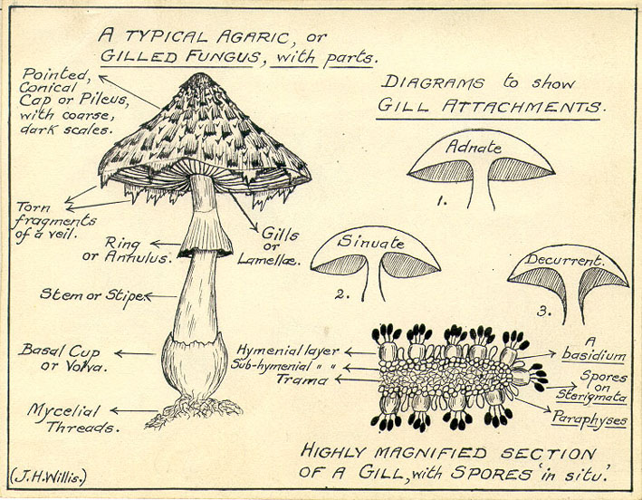 Draw and Label a Mushroom - DIY