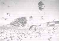 Terns