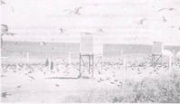Terns